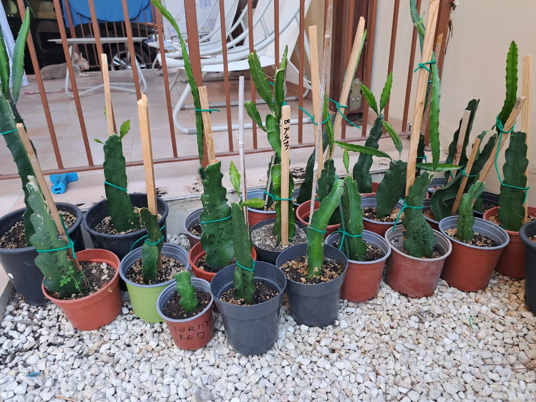 Dragon Fruit Cuttings Plants