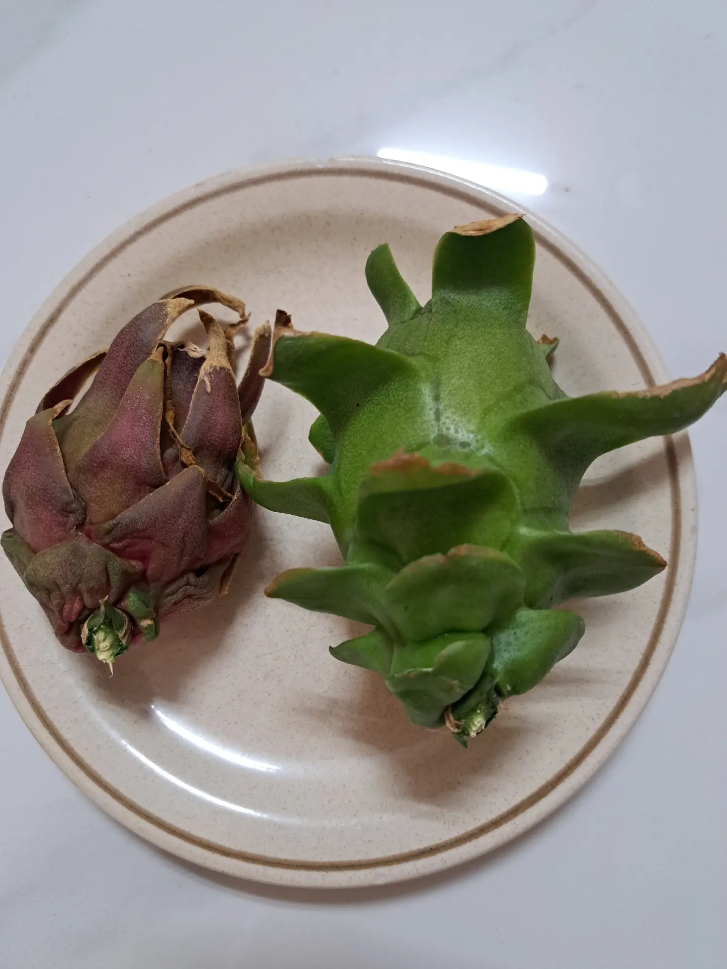 Dragon Fruit Cuttings Plants – 2