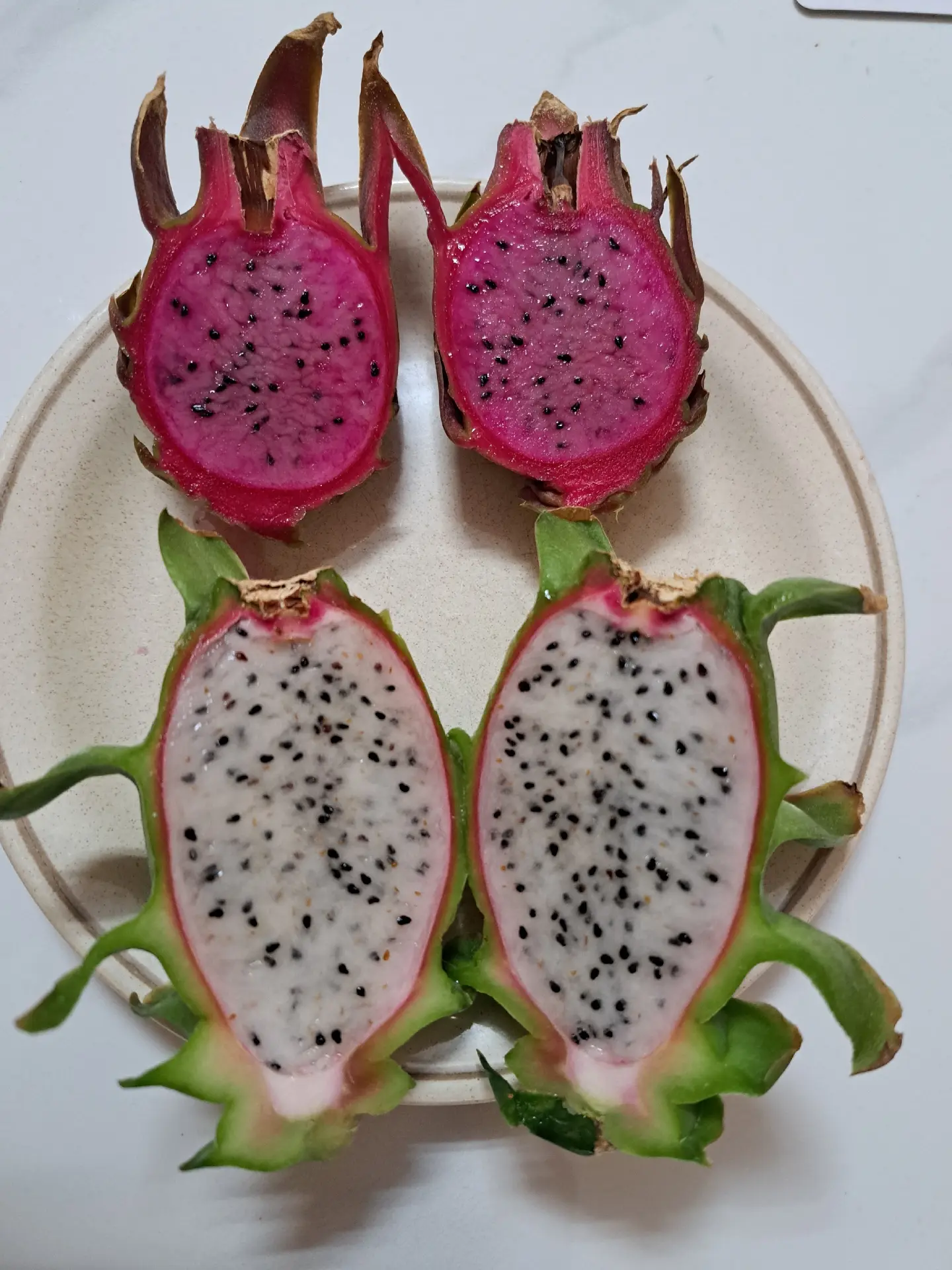 Dragon Fruit Cuttings Plants – 3