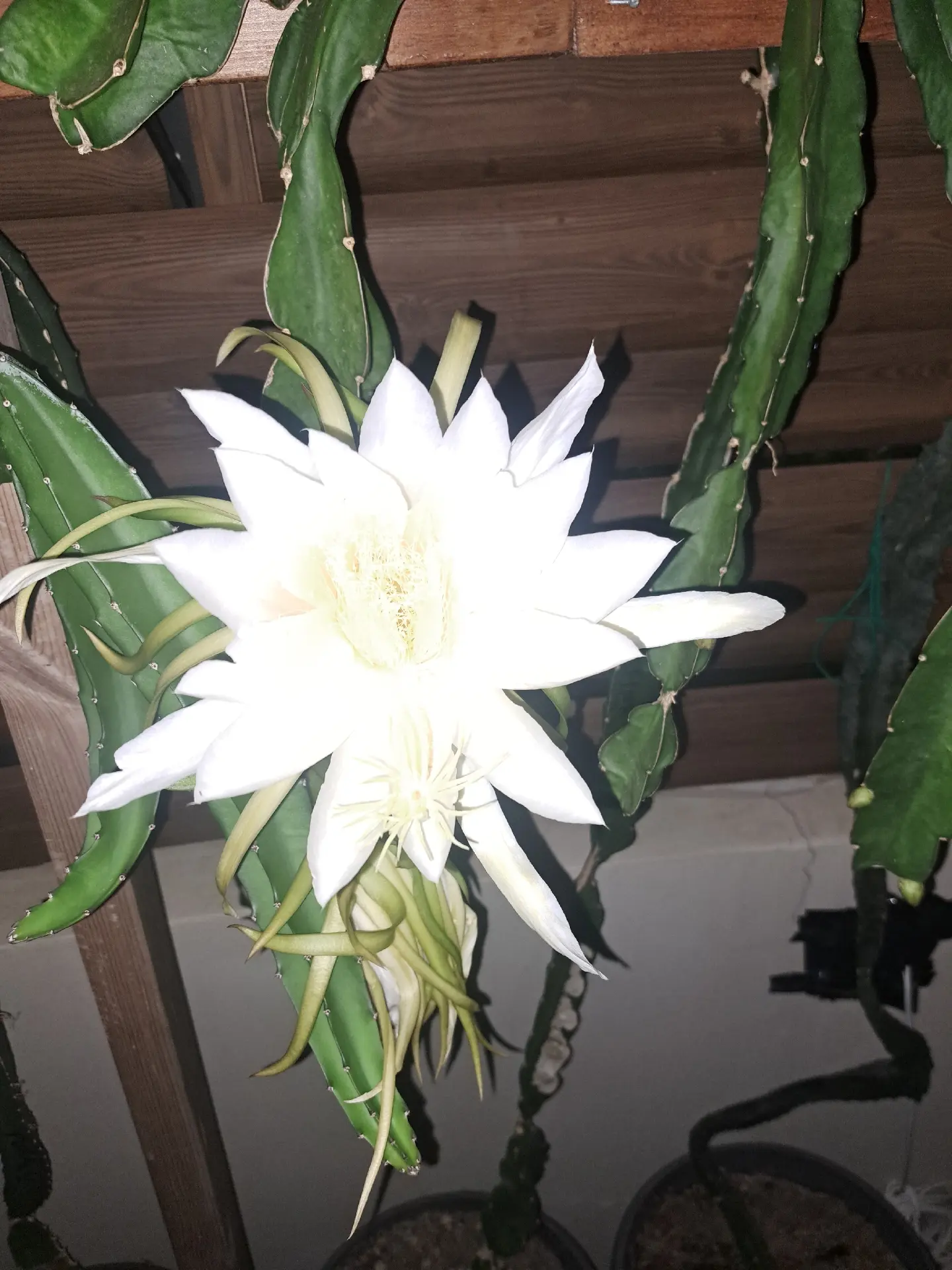 Dragon Fruit Cuttings Plants – 4