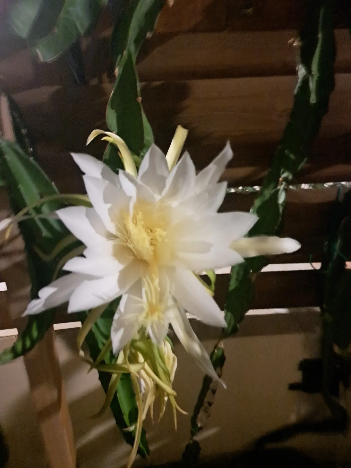 Dragon Fruit Cuttings Plants – 5