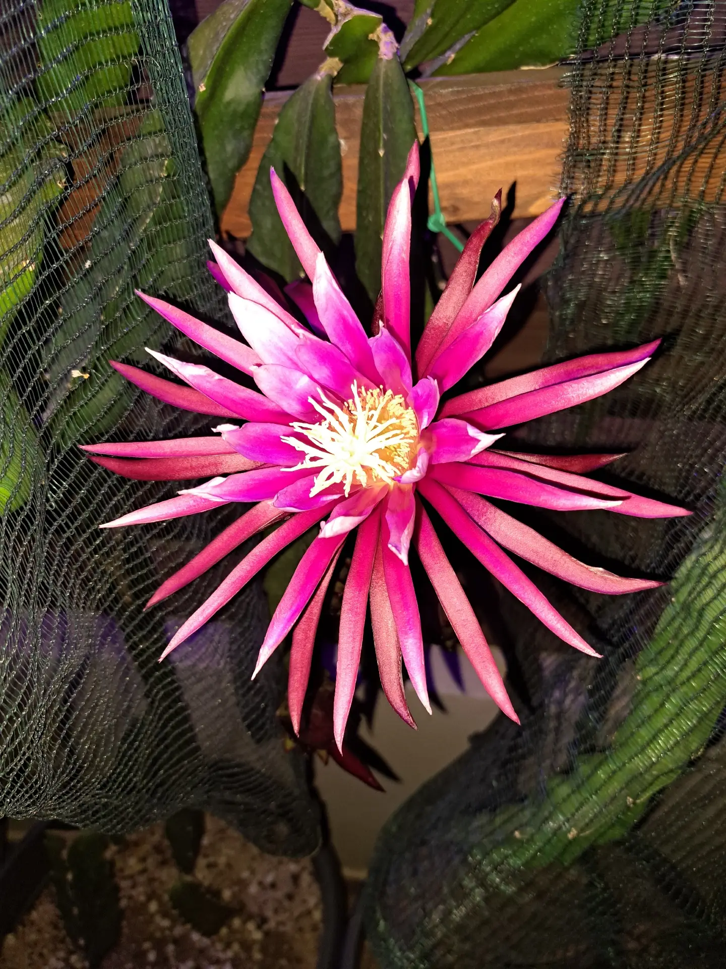 Dragon Fruit Cuttings Plants – 6