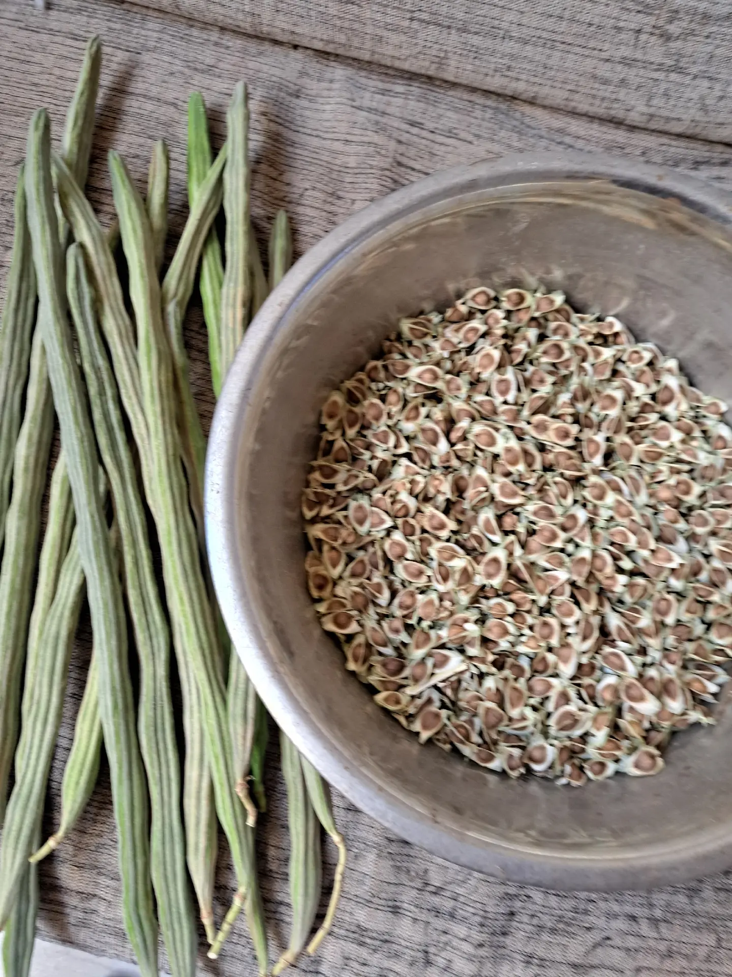 Moringa Seeds and Plants