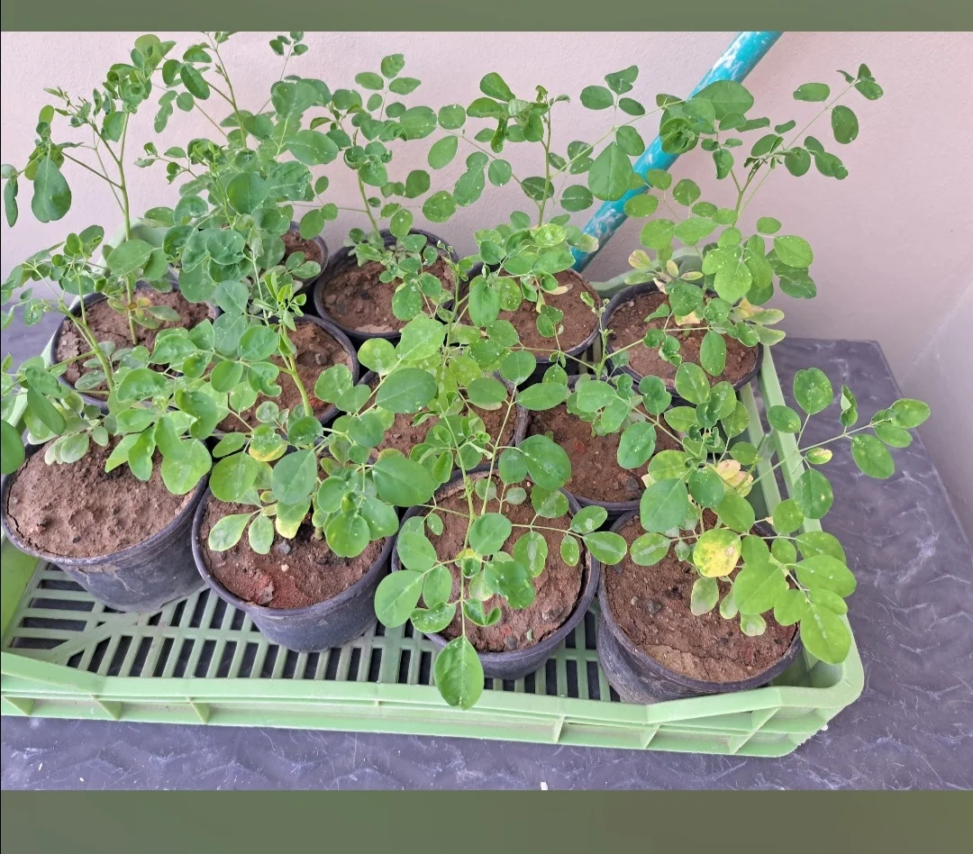 Moringa Seeds and Plants – 2