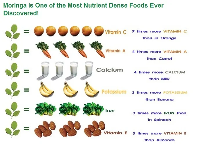 Moringa Seeds and Plants – 3