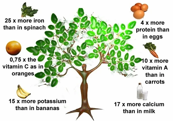 Moringa Seeds and Plants – 4