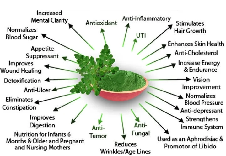 Moringa Seeds and Plants – 5